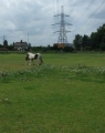 Still image from Olympic Allotments and the Lammas Lands