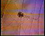 Still from MK1
